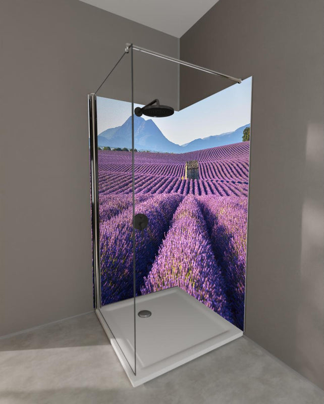 Duschrückwand - Lavendelfelder auf dem Plateau de Valensole