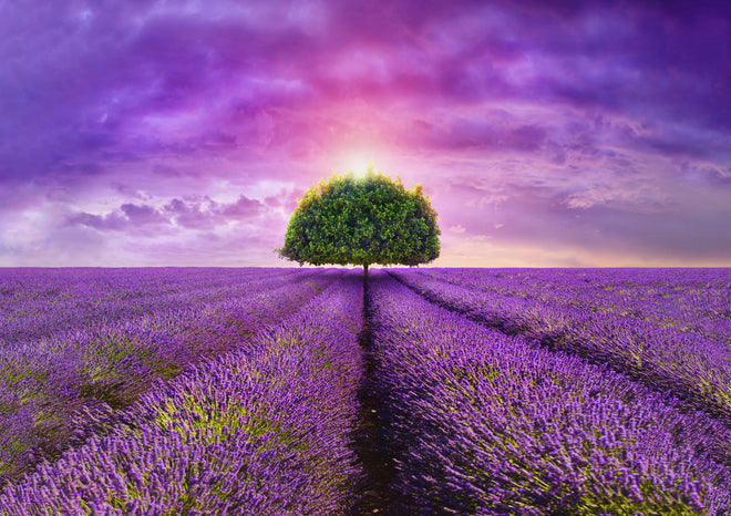 Küchenrückwand - Baum im schönen lavendel Feld