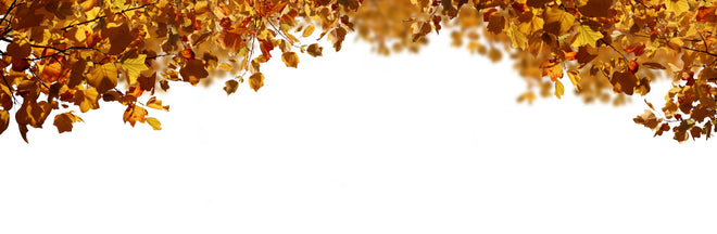 Küchenrückwand - Blätter im Herbst