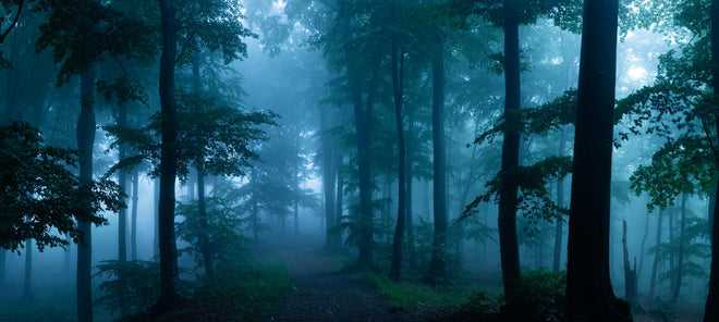 Küchenrückwand - Nebliger Wald