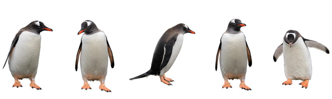 Küchenrückwand - Pinguine auf weißem Hintergrund