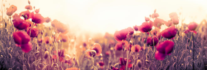 Küchenrückwand - Rote Mohnblumen in der Sonne