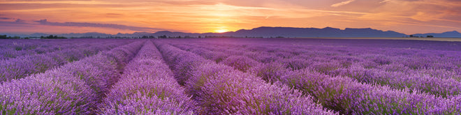 Küchenrückwand - Sonnenaufgang über Lavendelfelder - Provence