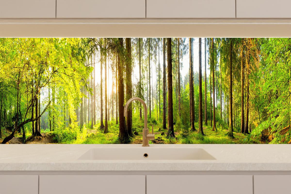 Küchenrückwand - Sonnenlicht durchfluteter Wald Leinwandbild