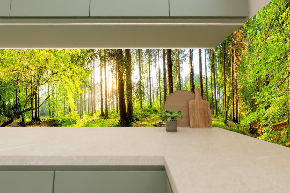 Küchenrückwand - Sonnenlicht durchfluteter Wald Leinwandbild