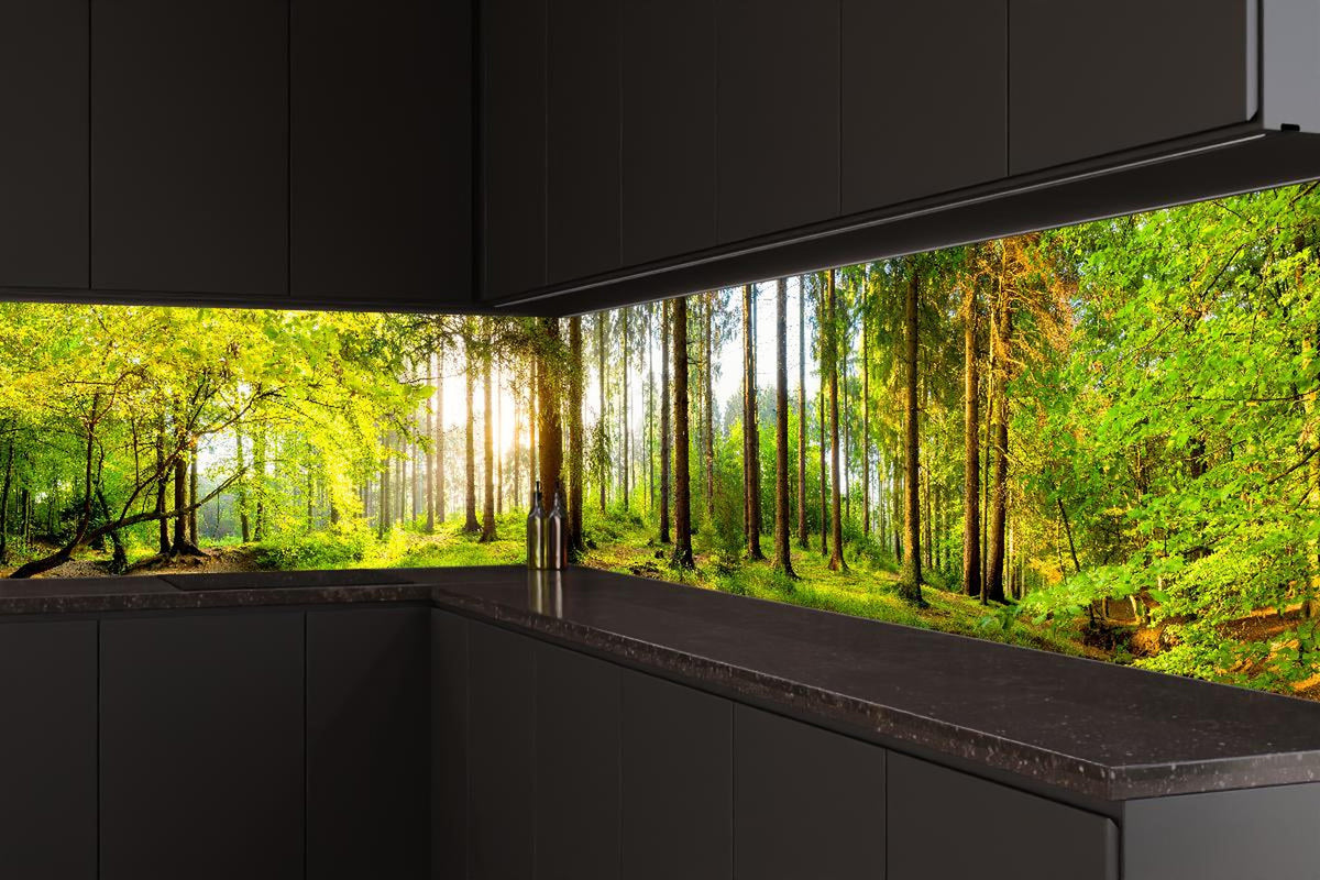 Küchenrückwand - Sonnenlicht durchfluteter Wald Leinwandbild