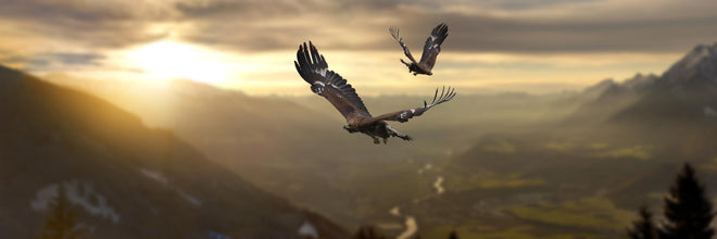 Küchenrückwand - Steinadler an den Alpen