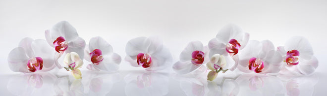 Küchenrückwand - Weiße Orchideen