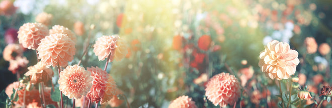 Küchenrückwand - Wunderschöne Blumen im Sommer