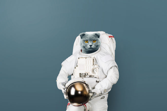 Spritzschutz - Britischer Katzen-Astronaut mit Helm
