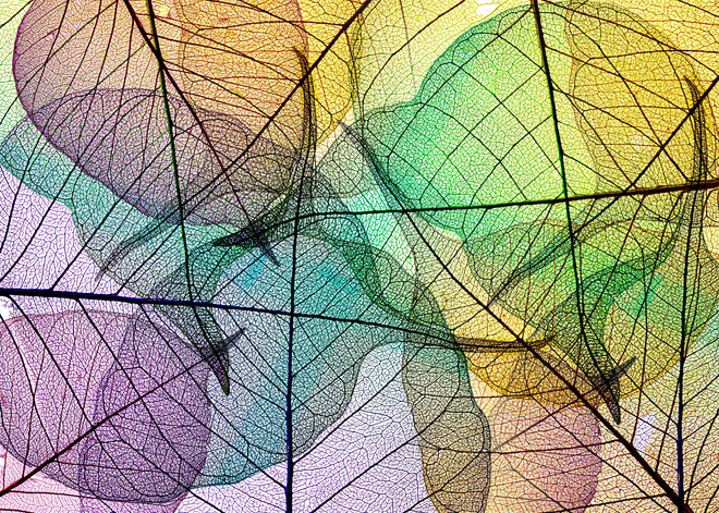 Spritzschutz - Bunte Blätter-Textur auf weißem Hintergrund