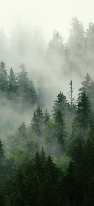 Duschrückwand - neblige Waldlandschaft