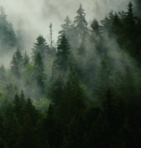 Duschrückwand - neblige Waldlandschaft