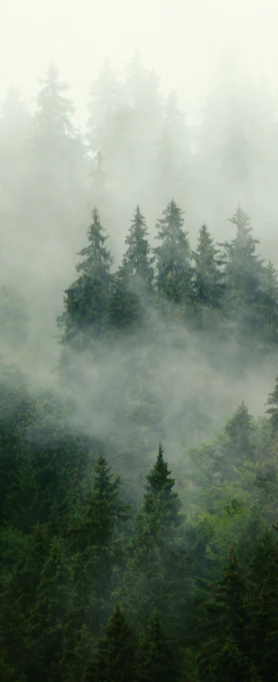Duschrückwand - neblige Waldlandschaft