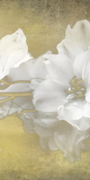 Duschrückwand - weiße Blumen auf goldenem Hintergrund