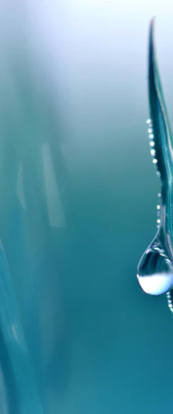 Duschrückwand - Transparente Tautropfen