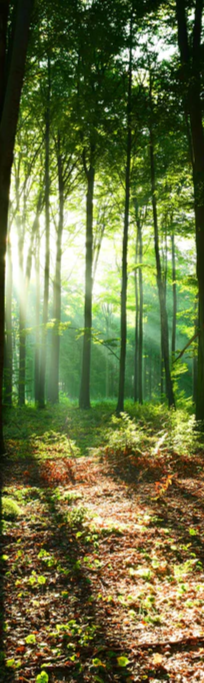 Duschrückwand - Sonnenaufgang im Bayrischem Wald