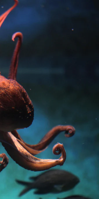 Duschrückwand - rötlicher Oktopus Unterwasser