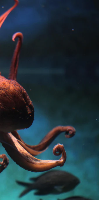 Duschrückwand - rötlicher Oktopus Unterwasser