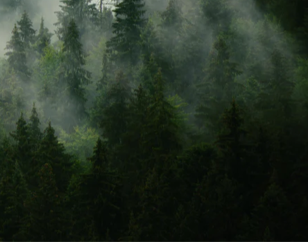 Duschrückwand - neblige Waldlandschaft