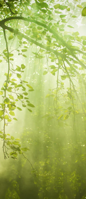 Duschrückwand - mystischer Grüner Wald mit Sonnenstrahl