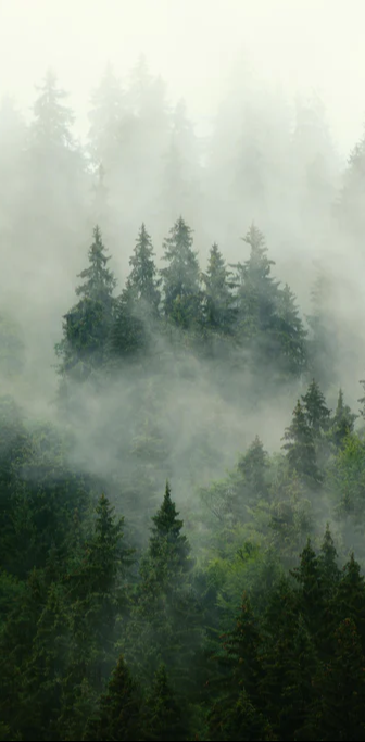 Duschrückwand - neblige Waldlandschaft