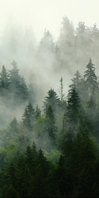 Duschrückwand - neblige Waldlandschaft