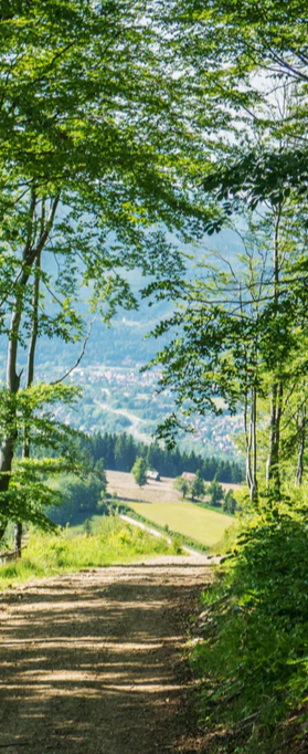 Duschrückwand - Waldweg Beskiden Polen