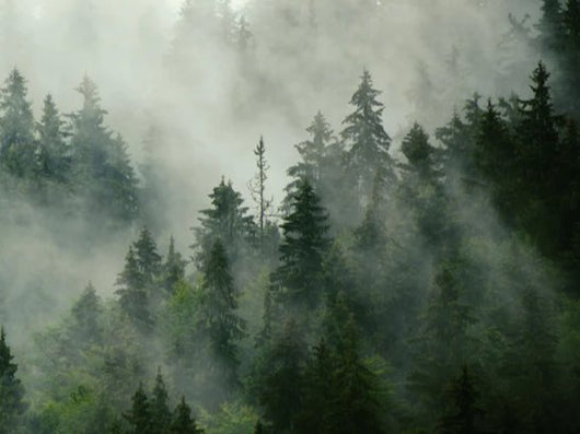Duschrückwand - neblige Waldlandschaft