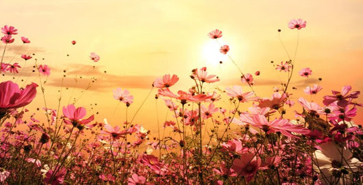 Duschrückwand - rosa Kosmosblumenfeld
