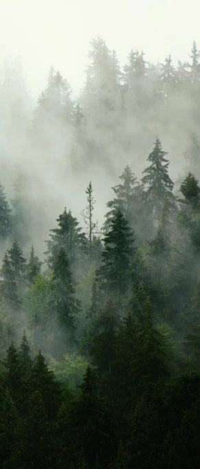 Duschrückwand - neblige Waldlandschaft