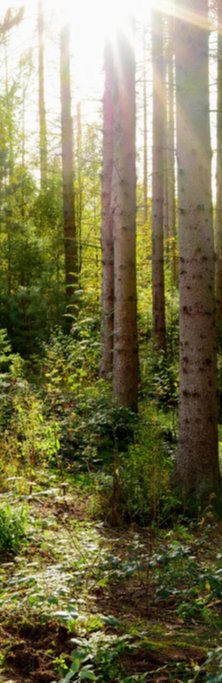 Duschrückwand - Schöner Fichtenwald im Herbst
