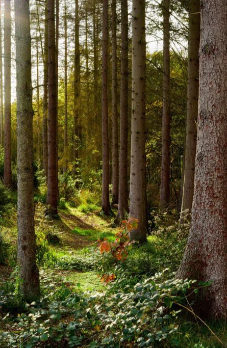Duschrückwand - Schöner Fichtenwald im Herbst