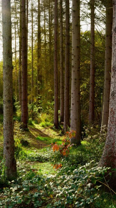 Duschrückwand - Schöner Fichtenwald im Herbst