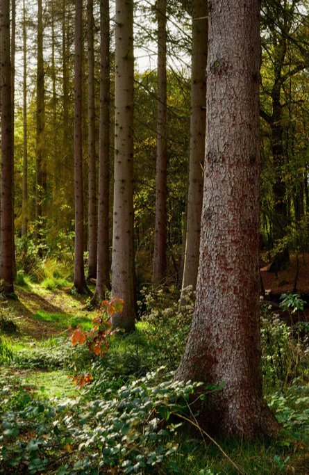 Duschrückwand - Schöner Fichtenwald im Herbst