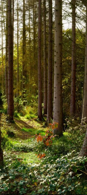 Duschrückwand - Schöner Fichtenwald im Herbst