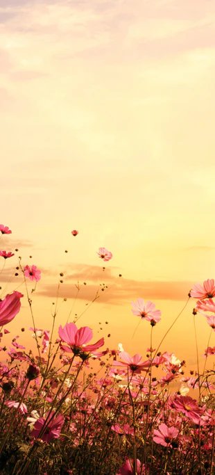 Duschrückwand - rosa Kosmosblumenfeld