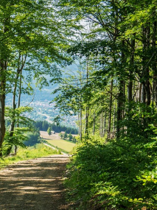 Duschrückwand - Waldweg Beskiden Polen