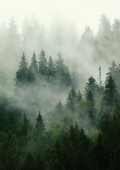 Duschrückwand - neblige Waldlandschaft