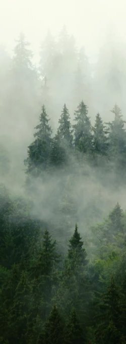 Duschrückwand - neblige Waldlandschaft