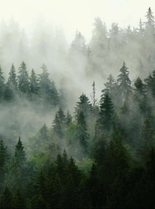 Duschrückwand - neblige Waldlandschaft