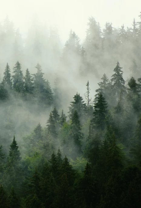 Duschrückwand - neblige Waldlandschaft