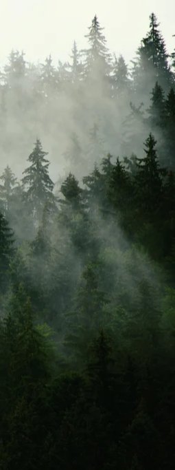 Duschrückwand - neblige Waldlandschaft