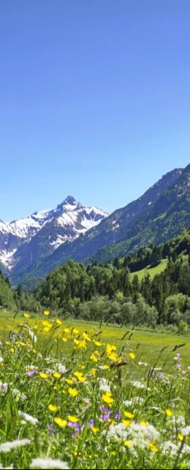 Duschrückwand - Bunte Wiese in den Alpen