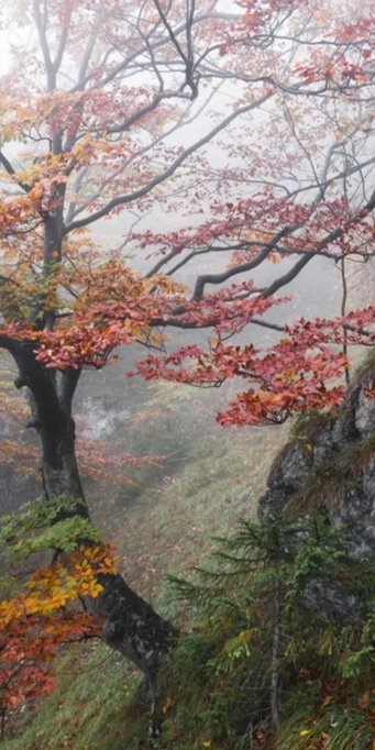 Duschrückwand - Nebliger Wald - Slowakei