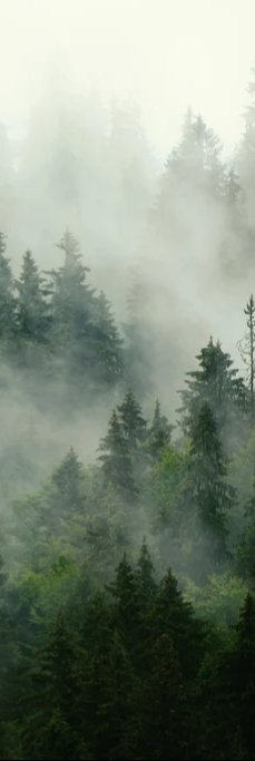 Duschrückwand - neblige Waldlandschaft