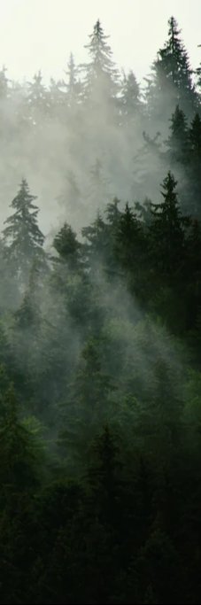 Duschrückwand - neblige Waldlandschaft