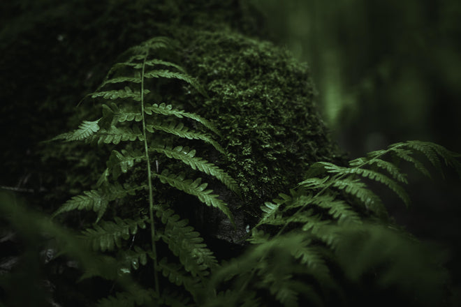 Duschrückwand - Farn im Wald des Allgäu bei Dunkelheit