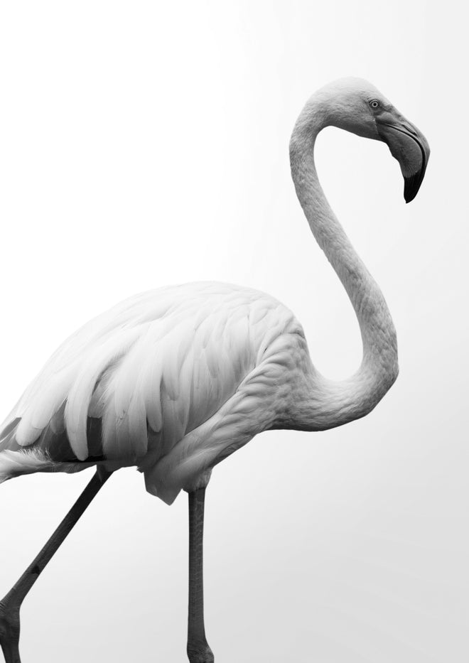 Duschrückwand - Flamingo - schwarz-weiß