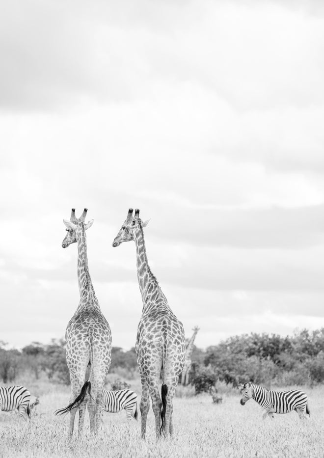 Duschrückwand - Giraffen und Zebras - schwarz-weiß